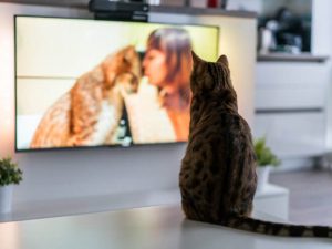 Katze beim Fernsehen